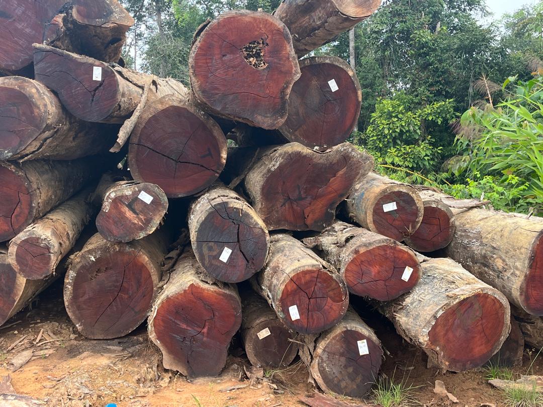 A real Kelantan timber yard — logs ready to list on WhatWood